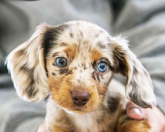 Dachshund Puppies For Sale - Puppy Love PR