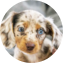 Dachshund Puppy For Sale - Puppy Love PR