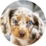 Dachshund Puppies For Sale - Puppy Love PR