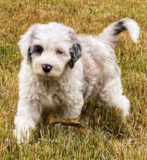 Cute Mini Sheepadoodle Pup Cute Mini Sheepadoodle Pup
