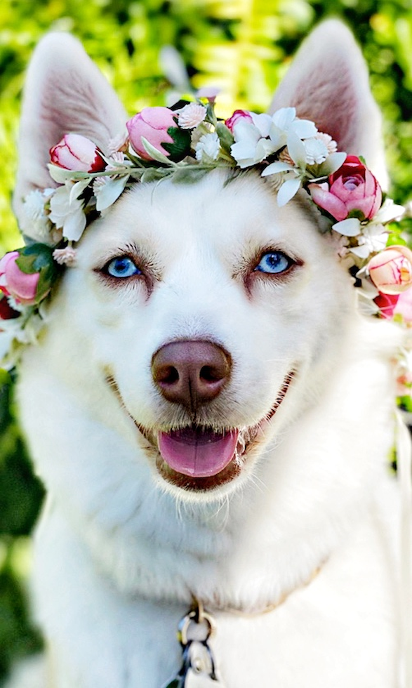 Cute Mini Husky Designer Pup