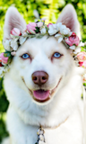Cute Mini Husky Designer Pup Cute Mini Husky Designer Pup