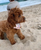 Cute Cavadoodle Poodle Mix Pup Cute Cavadoodle Poodle Mix Pup