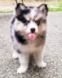 Cute Mini Husky Designer Pup Cute Mini Husky Designer Pup