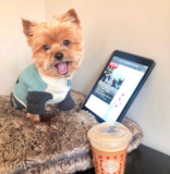 Yorkshire Terrier Being Cute Yorkshire Terrier Being Cute
