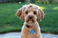 Cute Cavadoodle Poodle Mix Pup