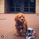 Cute Cavapoo Pup Cute Cavapoo Pup