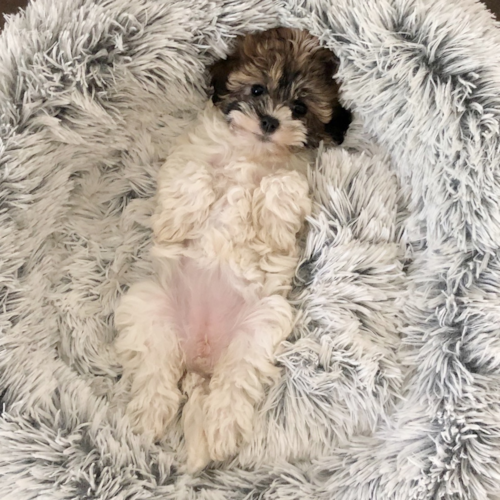 Cute Havadoodle Poodle Mix Pup