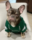 Cute Frenchie Purebred Pup Cute Frenchie Purebred Pup