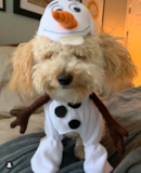 Poochon Being Cute Poochon Being Cute