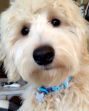 Cute Golden Retriever Poodle Mix Pup Cute Golden Retriever Poodle Mix Pup