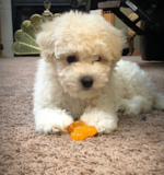 Cute Maltepoo Poodle Mix Pup Cute Maltepoo Poodle Mix Pup