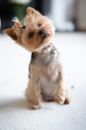 Cute Yorkshire Terrier Purebred Pup