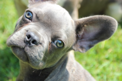 Cute French Bulldog Purebred Pup Cute French Bulldog Purebred Pup