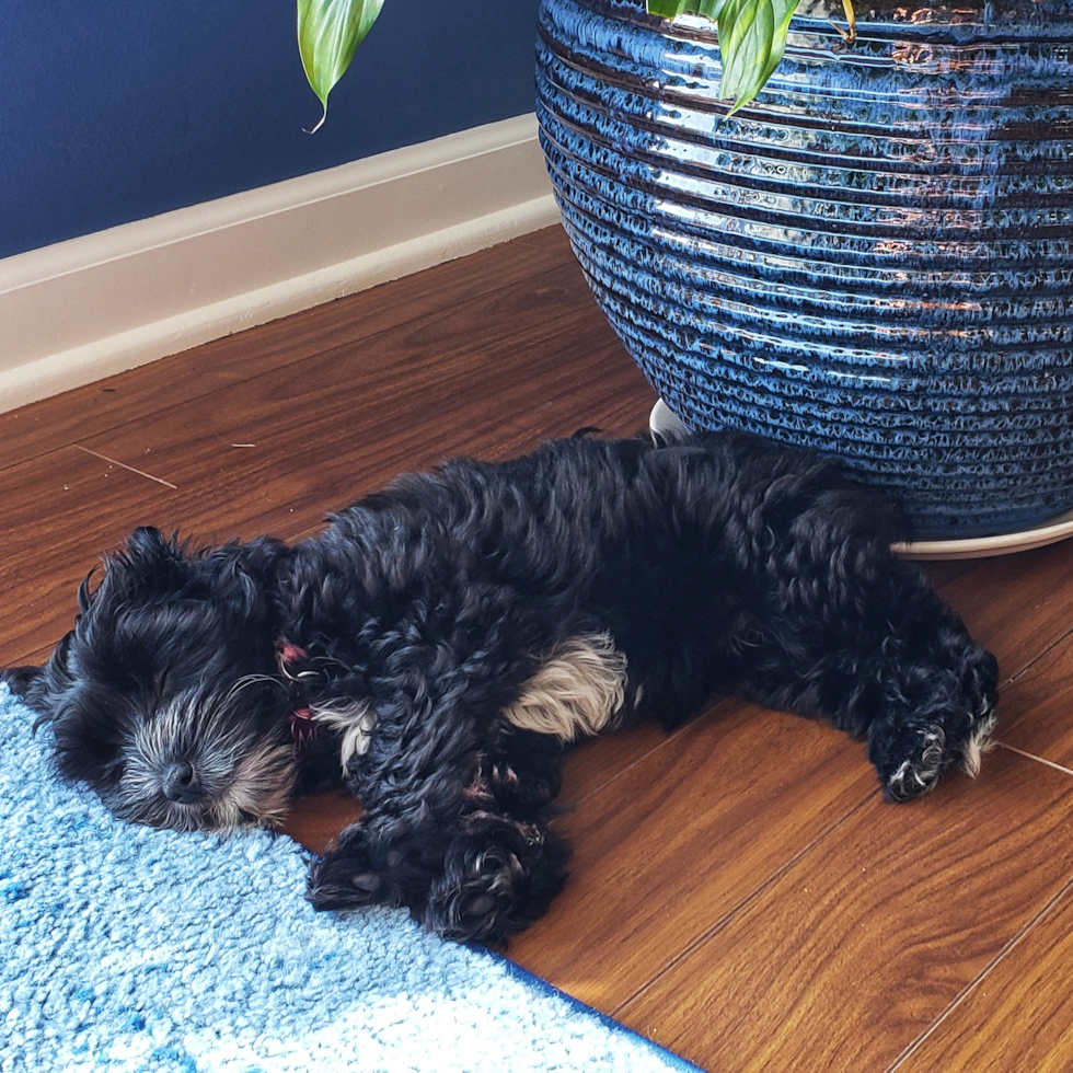 Cute Yorkie Poo Poodle Mix Pup
