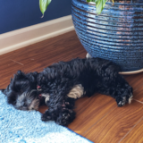 Cute Yorkie Poo Poodle Mix Pup Cute Yorkie Poo Poodle Mix Pup