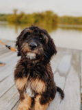 Cute English Sheep Dog Poodle Mix Pup