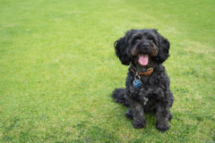 Cute Cavapoo Pup