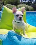 French Bulldog Being Cute French Bulldog Being Cute