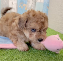 Bichpoo Puppies For Sale - Puppy Love PR