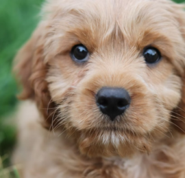 Cockerpoo Puppies For Sale - Puppy Love PR