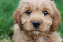 Cute Cocker Poodle Mix Pup