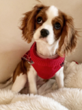 Cute Cavalier King Charles Spaniel Pup Cute Cavalier King Charles Spaniel Pup