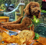Mini Goldendoodle Being Cute Mini Goldendoodle Being Cute