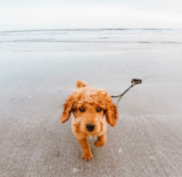 Mini Goldendoodle Being Cute Mini Goldendoodle Being Cute