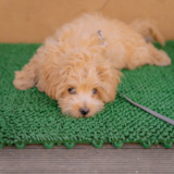 Maltipoo Being Cute