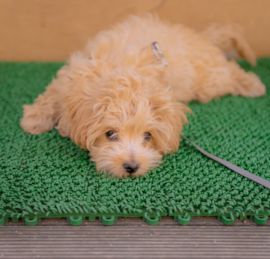 Maltepoo Puppies For Sale - Puppy Love PR