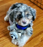 Cute Mini Aussiedoodle Pup Cute Mini Aussiedoodle Pup