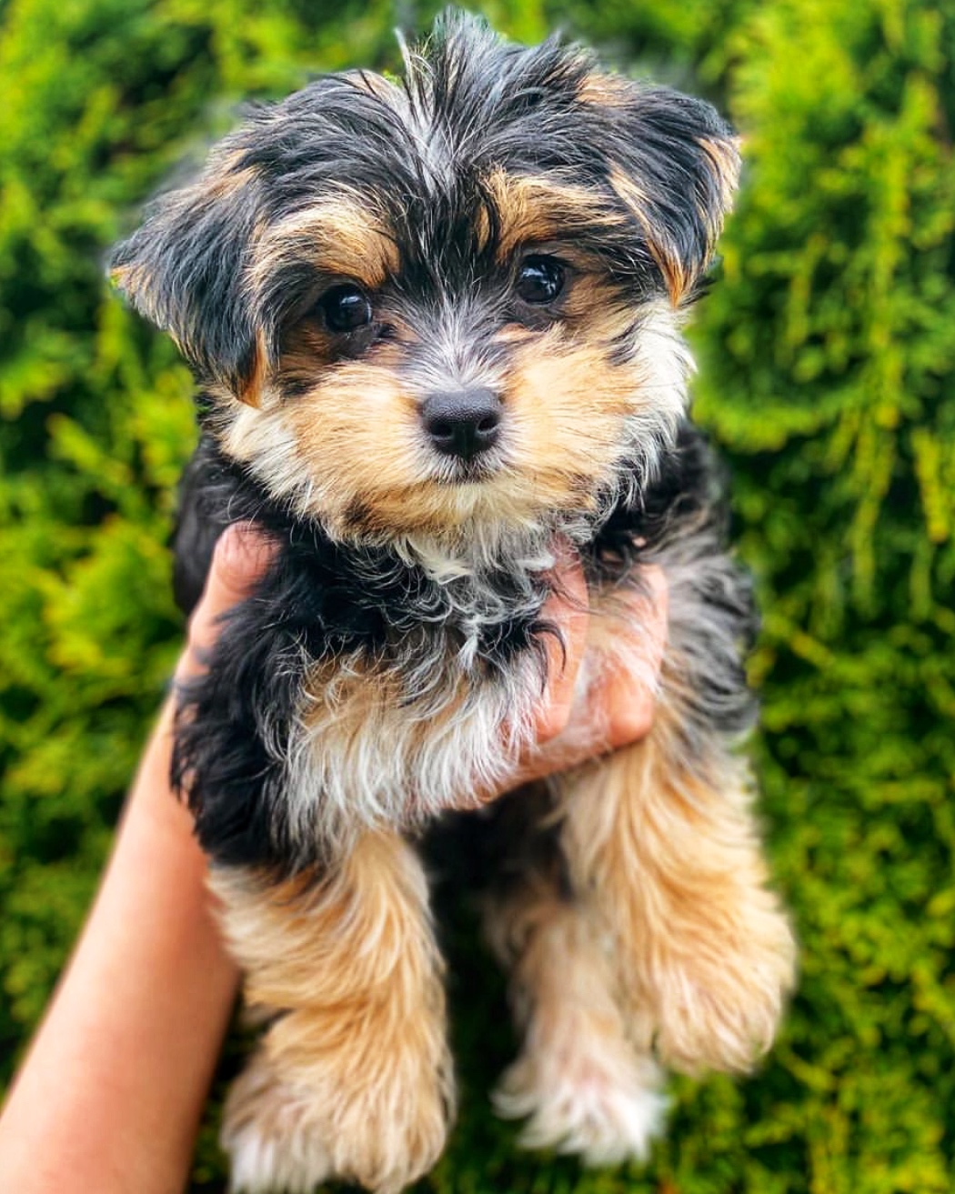 tiny teacup morkies for sale