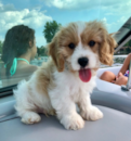 Cute Cavachon Designer Pup