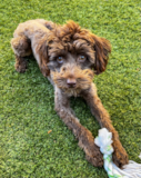 Cute Mini Aussiedoodle Poodle Mix Pup Cute Mini Aussiedoodle Poodle Mix Pup