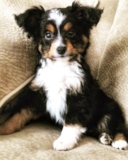 Cute Mini Aussie Purebred Pup