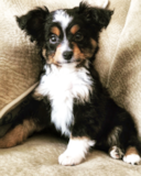 Cute Mini Aussie Purebred Pup Cute Mini Aussie Purebred Pup