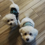 Cute Bichon Frise Pup Cute Bichon Frise Pup