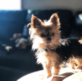Cute Yorkie Purebred Pup Cute Yorkie Purebred Pup