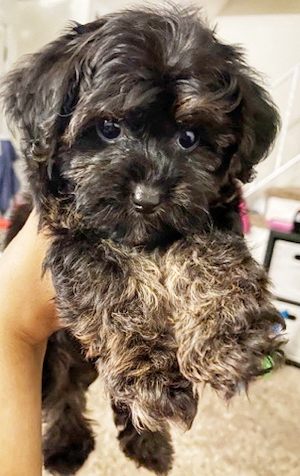 Cute Yorkie Doodle Poodle Mix Pup