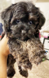 Cute Yorkie Doodle Poodle Mix Pup Cute Yorkie Doodle Poodle Mix Pup