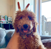 Cute Mini Goldendoodle Pup Cute Mini Goldendoodle Pup