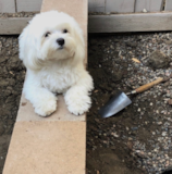 Cute Maltese Pup Cute Maltese Pup