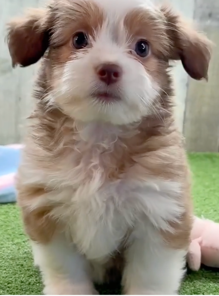 Cute Saussie Pup