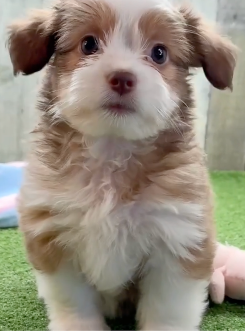 Cute Saussie Pup