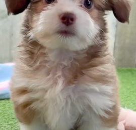 Auss-Tzu Puppies For Sale - Puppy Love PR