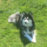 Cute Pomsky Pup Cute Pomsky Pup
