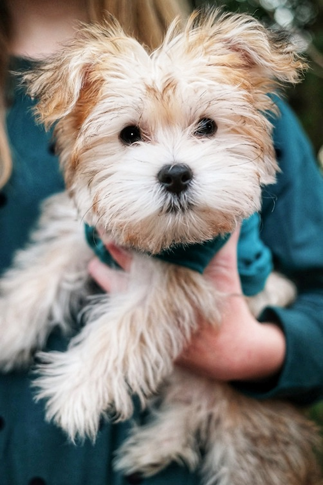 Cute Morkie Pup
