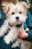 Cute Morkie Pup Cute Morkie Pup
