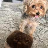 Cute Yorkshire Terrier Purebred Pup Cute Yorkshire Terrier Purebred Pup